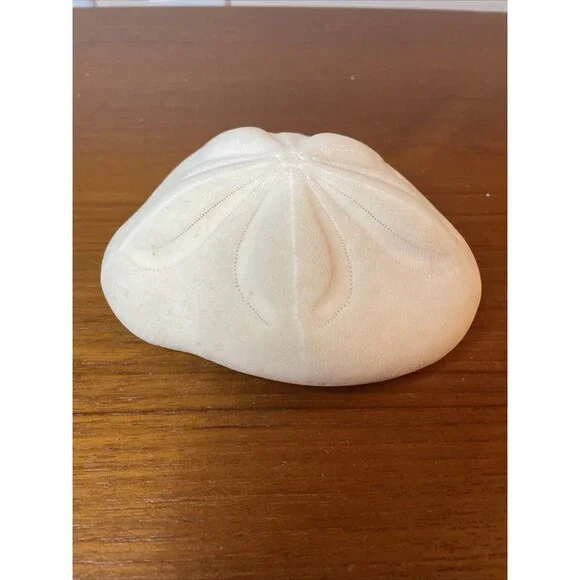 Puffy Sea Biscuit Sand Dollar Large Fossil Seashell Nautical Ocean Beach Decor - Picture 2 of 6